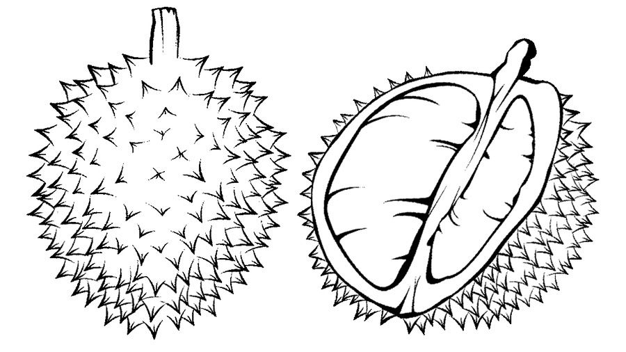 Online coloring book: Coloring book of durian whole and sectioned